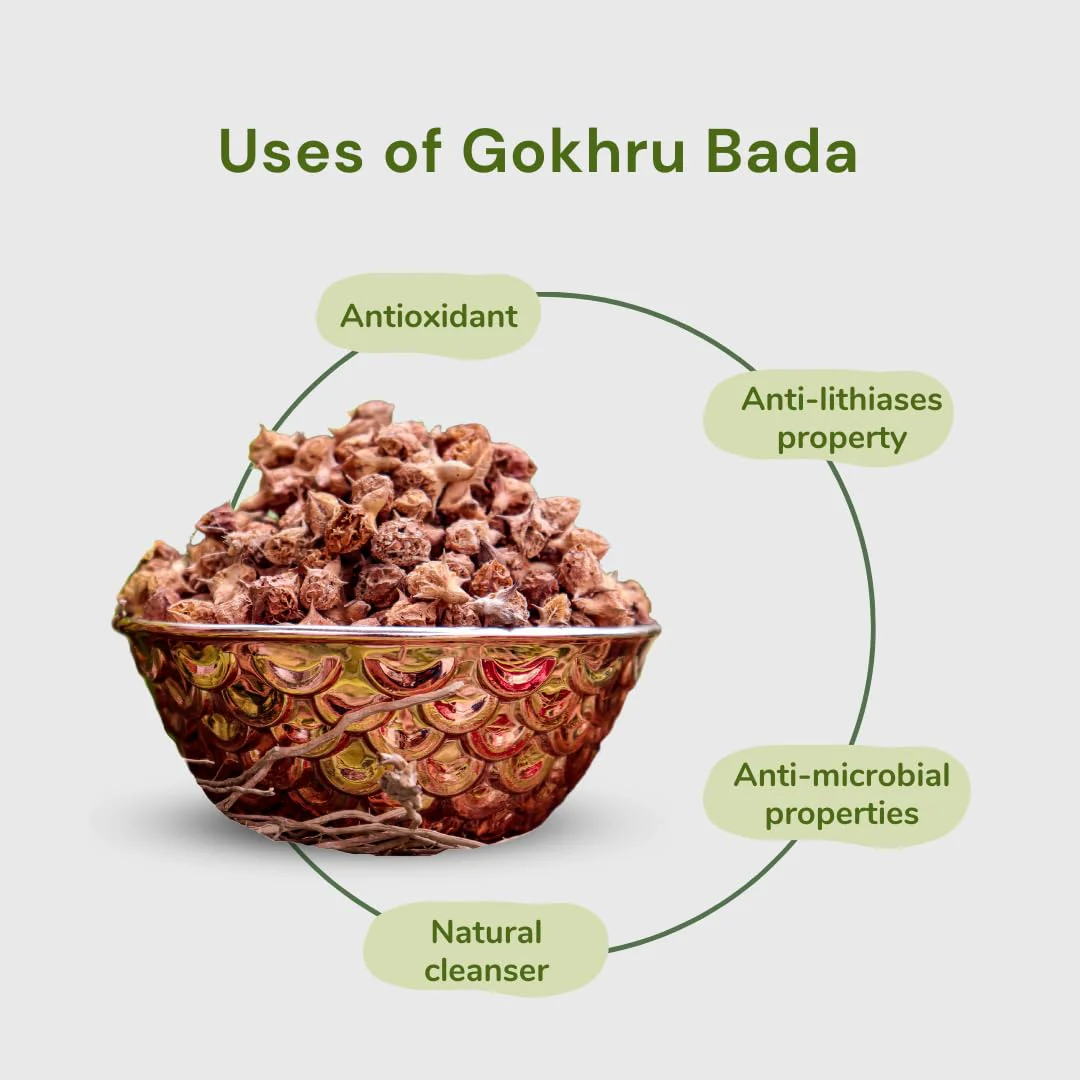 Dayakishan Gokhru Bada, Gokshura Big, Gokharu Bada Whole, Raw Pedalium Murex, Sabut Gokhru Bada, Tribulus Terrestris, Gokhru Seeds, Large Caltrops, Palleru, Nerunjil | 100gm 0.2lbs - Image 3