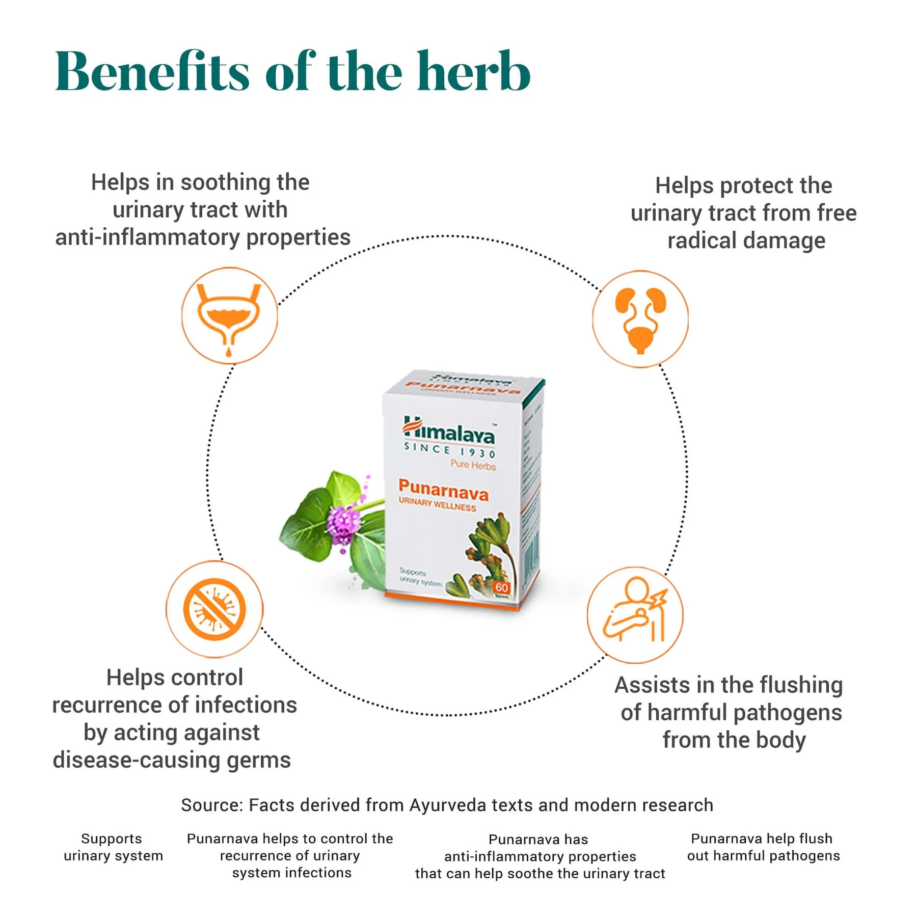 Himalaya Wellness Pure Herbs Punarnava Urinary Wellness Tablet, Useful For Efficient Kidney Functions | 60 Tablets (Pack Of 5) - Image 2