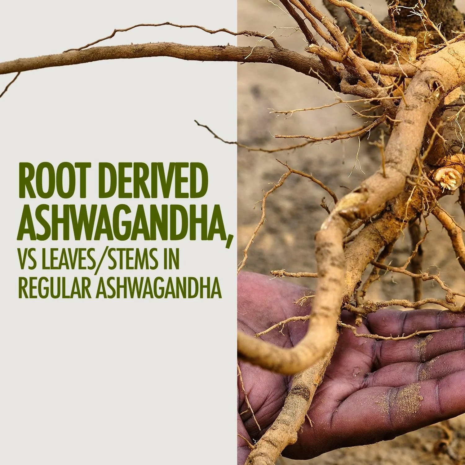 Kapiva Ashwagandha Gold Capsules, 183rd Day Harvested Potent Nagori Ashwagandha With Gold, Shilajit | Helps In Stress Management, Improve Energy & Stamina | For Unisex, 60 Capsules 100gm 0.2lbs - Image 5