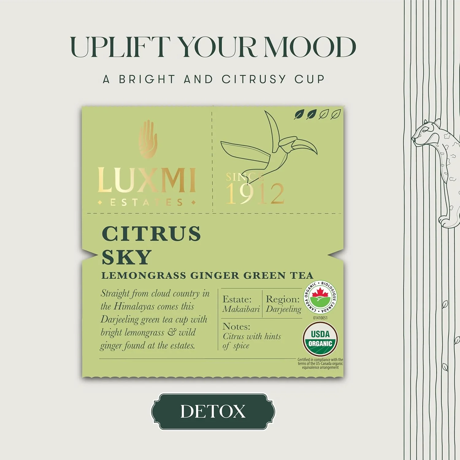Luxmi Estates Citrus Sky Lemongrass Ginger Green Tea - 50gm, 1.7 Ounce, 25 Tea Bags | USDA Certified Organic Darjeeling Green Tea - Natural Lemon Balm Tea - Calming, Supports Digestion - Image 3