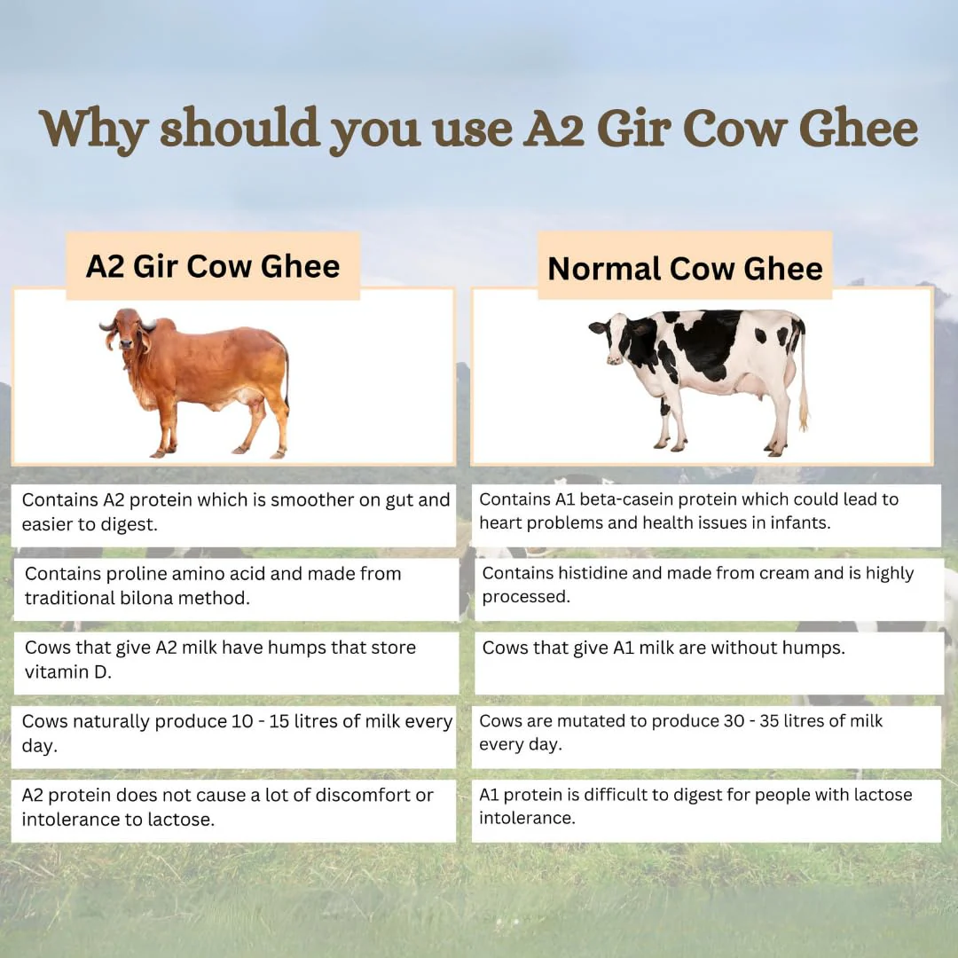 Premium A2 Cow Desi Ghee By Earthen Story | Ancient Bilona Method | Cultured Desi Ghee Good For Diet | (250ml) 8.4 Ounce | Jar Pack - Image 2