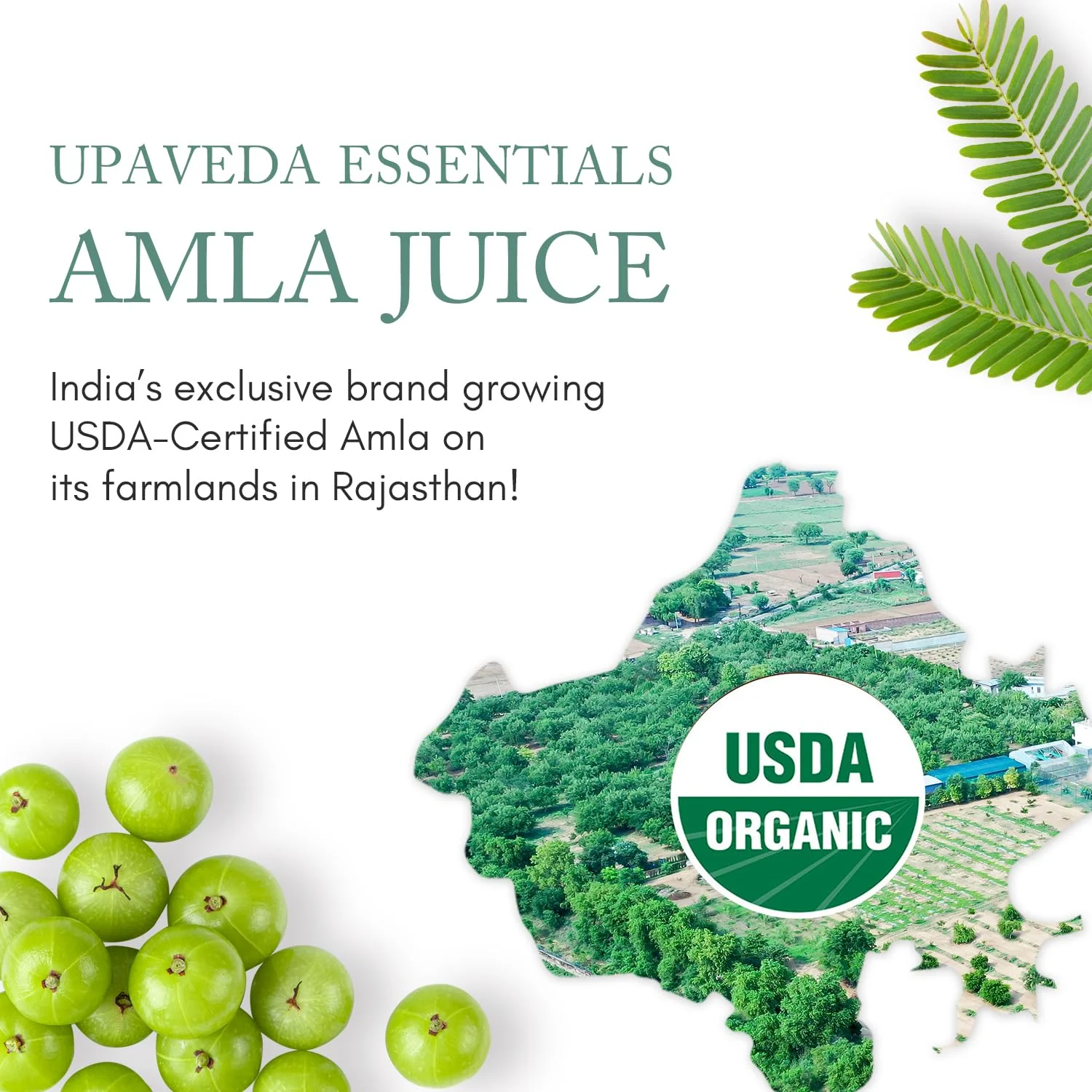 Upaveda Amla Juice Organic Amla Juice For Hair & Skin | Rich In Vitamin C Cold Pressed Indian Gooseberry Juice, Detox, Weight Loss & Immunity Boosting | 500gm 1.1lbs - Image 3